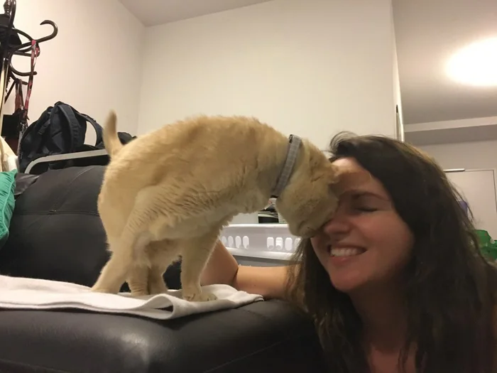 Jamie Jamie es un gato de edad avanzada muy adorable