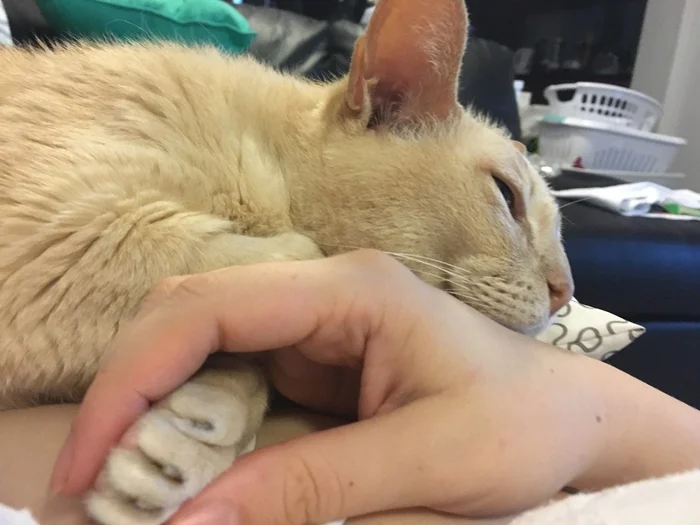 Jamie Jamie no logra dormir si su madre adoptiva no sostiene su pata
