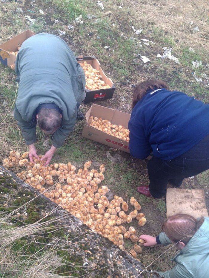 Mille pulcini sono stati abbandonati nel campo