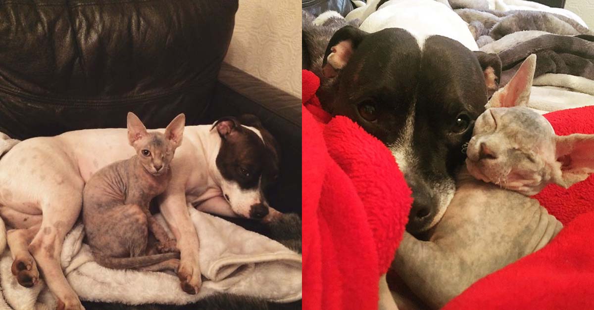 Esta mujer adoptó a una gata tuerta y temía la reacción de su perra