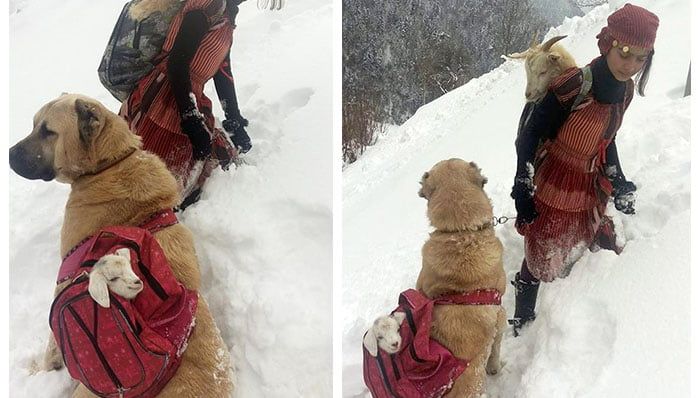 Niña y su perro rescataron a una cabra