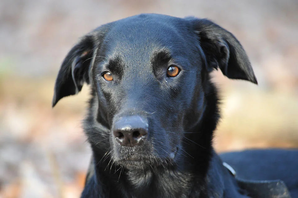 Nombre para perro Nombre para perro