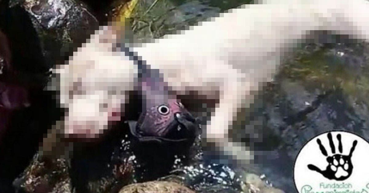 Perra fue encontrada ahogada en Copacabana, la amarraron con piedras