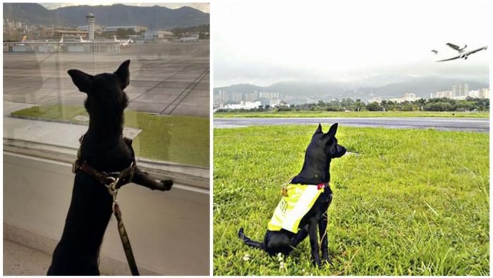 Perra oficial de peligro aviario en un aeropuerto