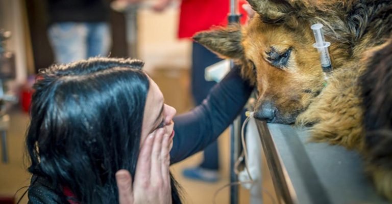 Perrita torturada encontrada a punto de morir en la nieve se recupera gracias al amor de sus rescatistas