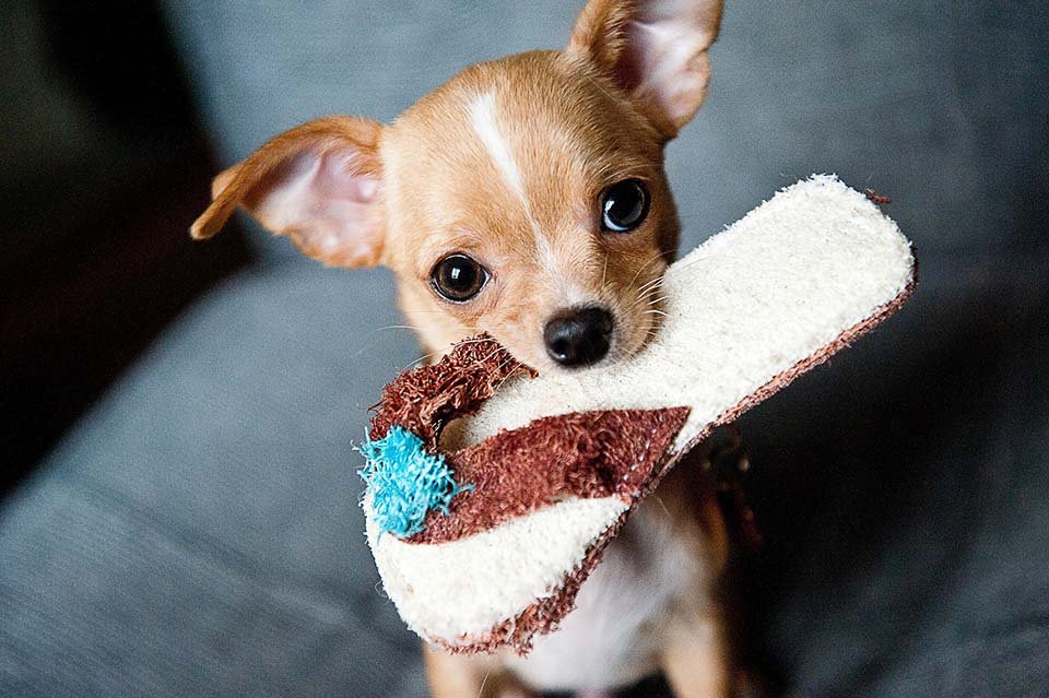 Perro Chihuahua