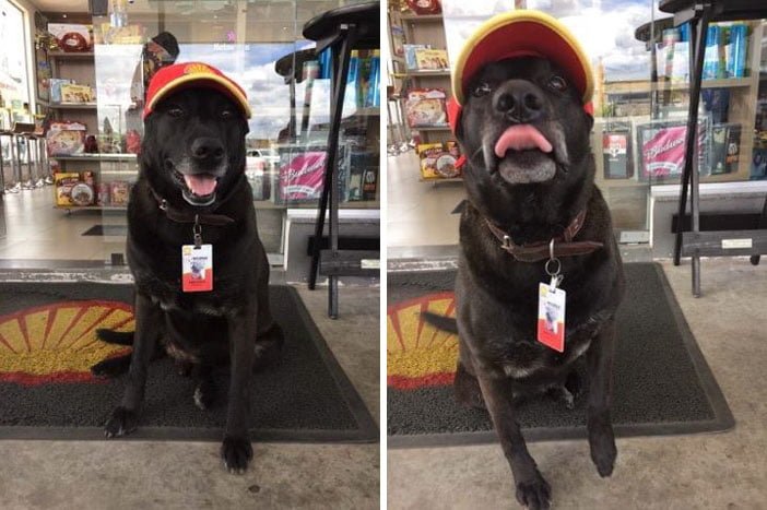 Perro Negão