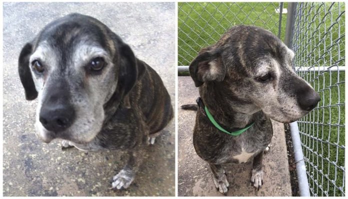 Perro abandonado lo cambiaron por un gatito