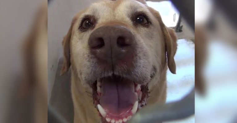 Este perro fue rescatado después de haberse extraviado, pero su familia ya no lo quiere de regreso