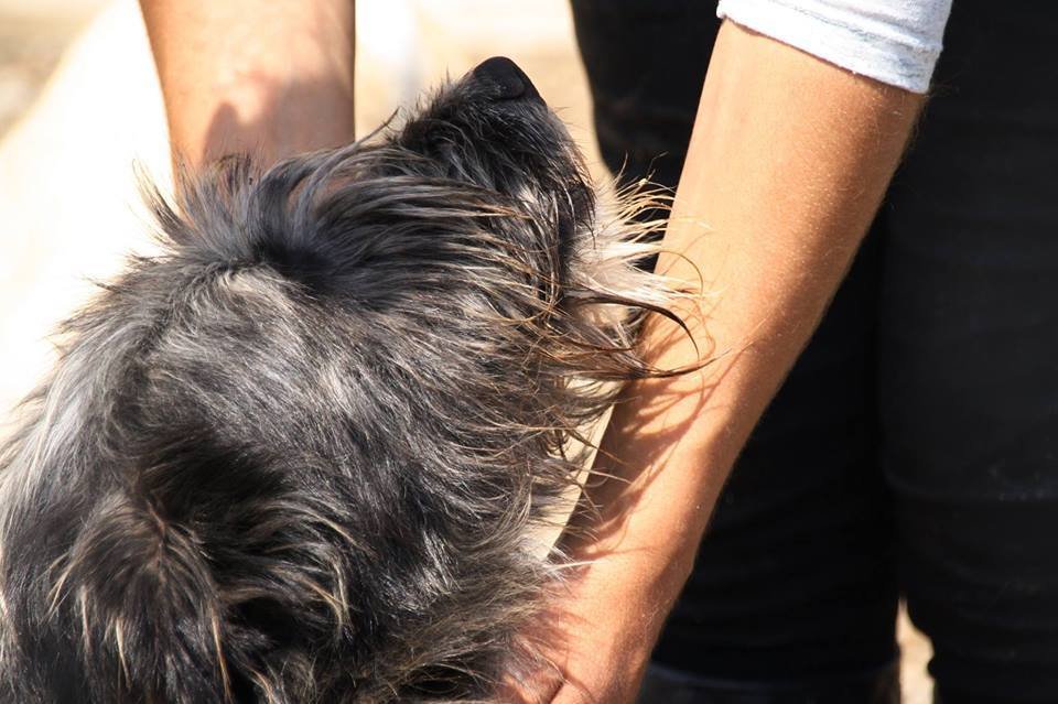Perro en el albergue