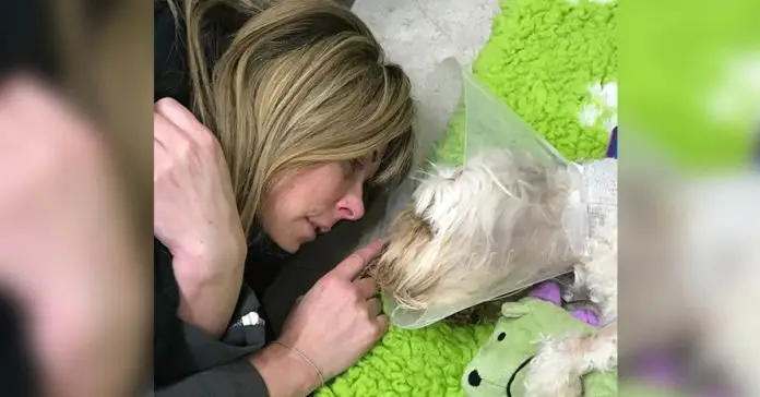 Perro falleció del STT tras lamer un contenedor de reciclaje contaminado