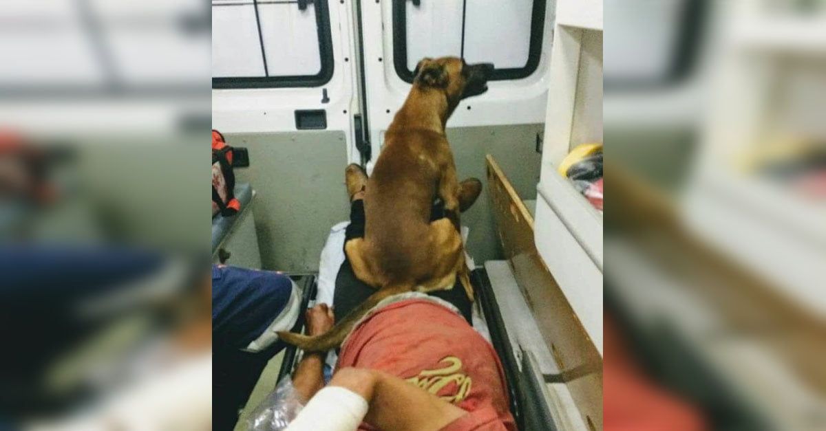 Perro fiel acompañó a su amigo en la ambulancia y lo esperó en el hospital