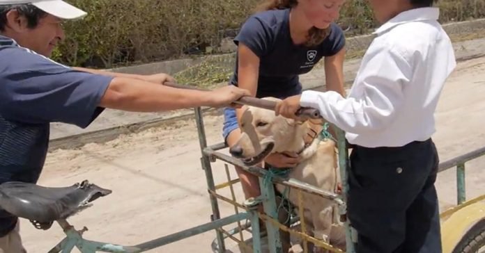 Perro fue envenenado y lo transportaron en una ambulancia improvisada