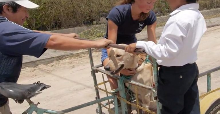 Este perro fue envenenado y lo transportaron en una «ambulancia improvisada», afortunadamente se salvó