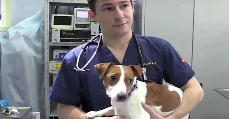 Este perro fue sometido a una cirugía plástica porque su familia quería que se pareciera al perro de la película «La Máscara»