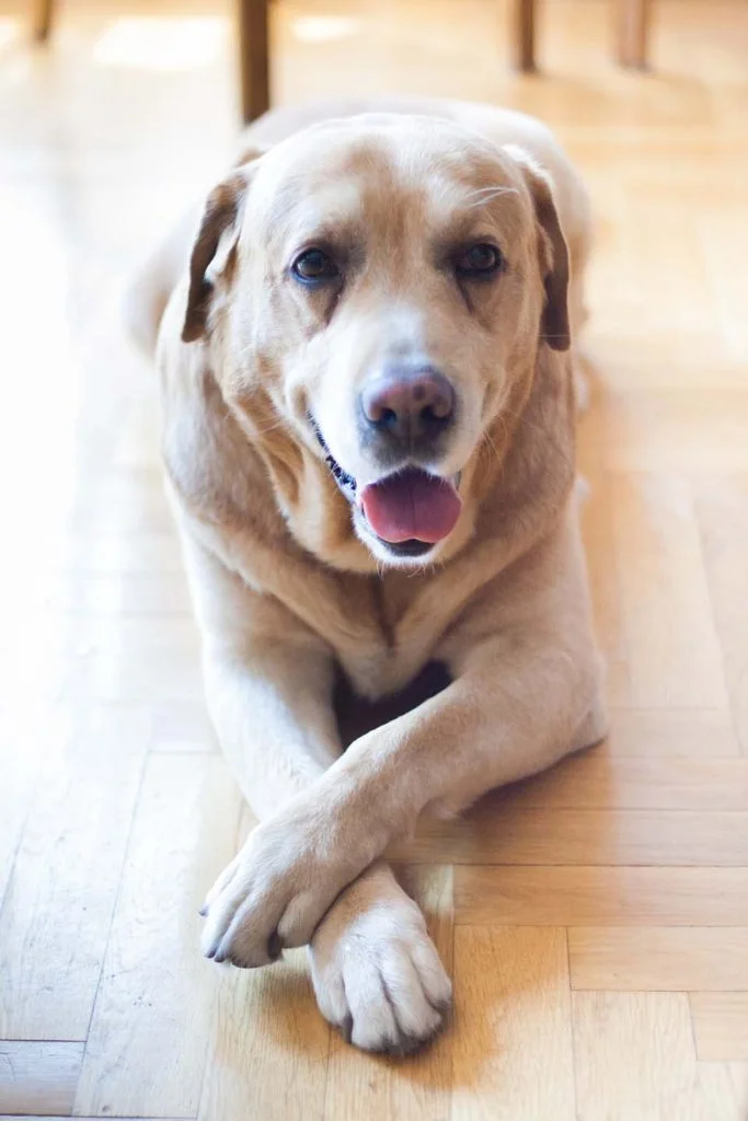 Los nombres de perros deben ser fáciles de pronunciar Los nombres de perros deben ser fáciles de pronunciar