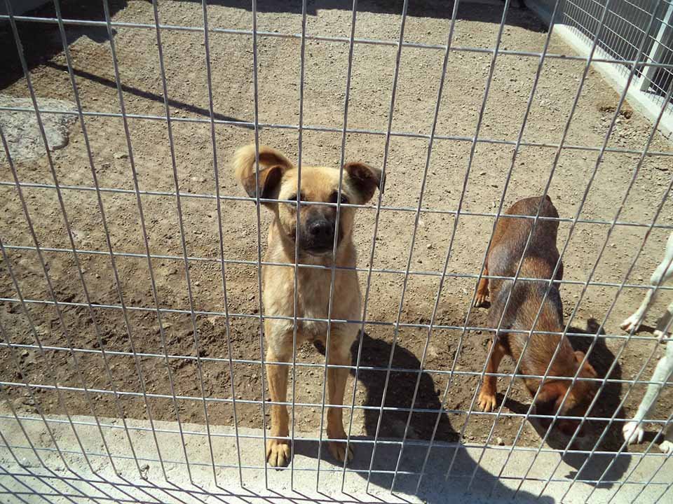 Perros del albergue