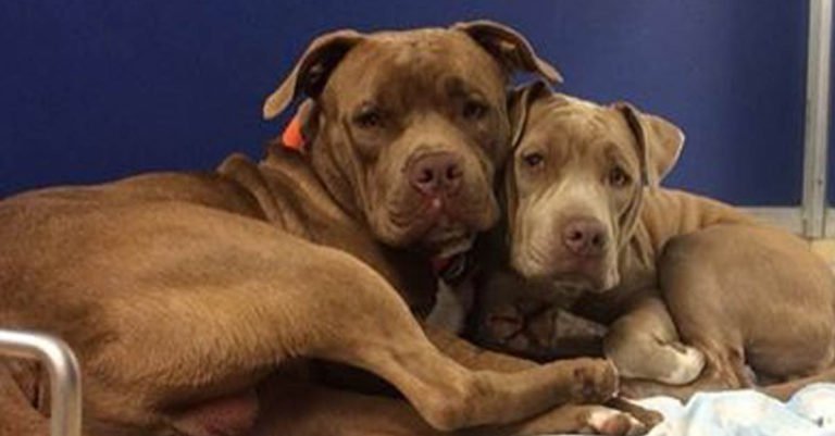 Este par de perros sólo se tienen el uno al otro y desean encontrar un hogar para siempre juntos