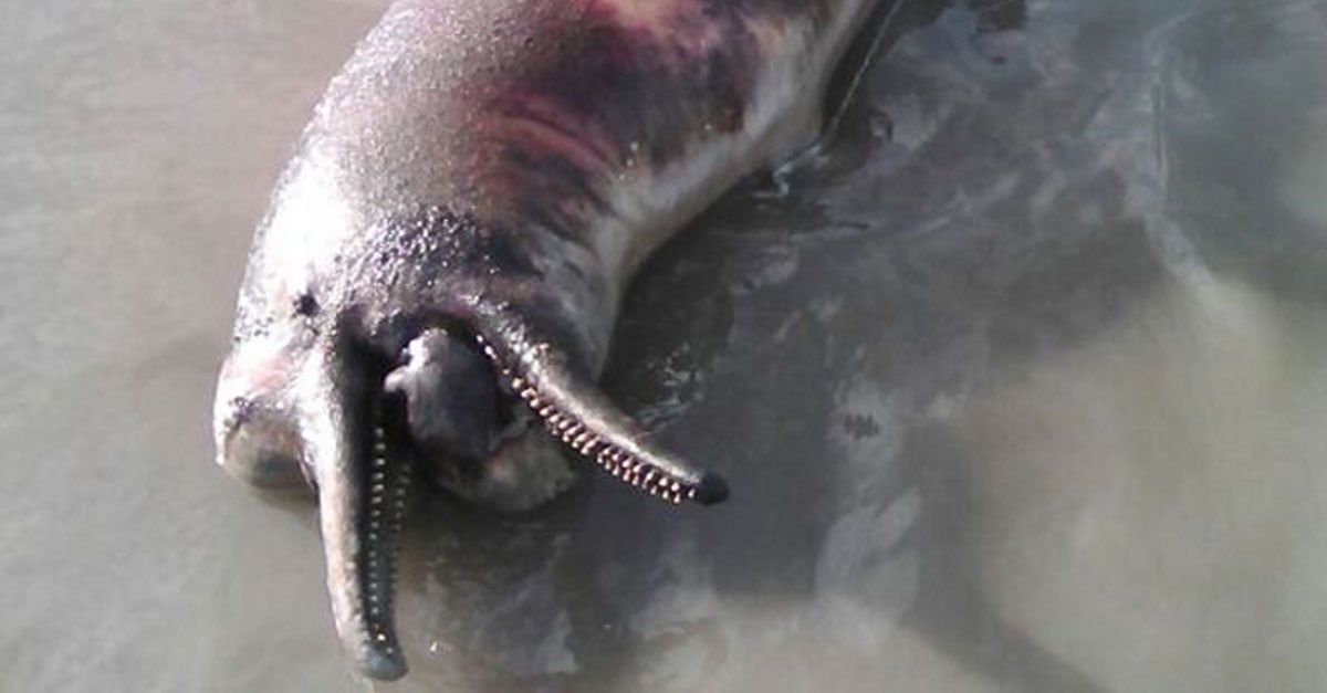 Pescadores ilegales asesinan a delfines rosados en el río meta de colombia