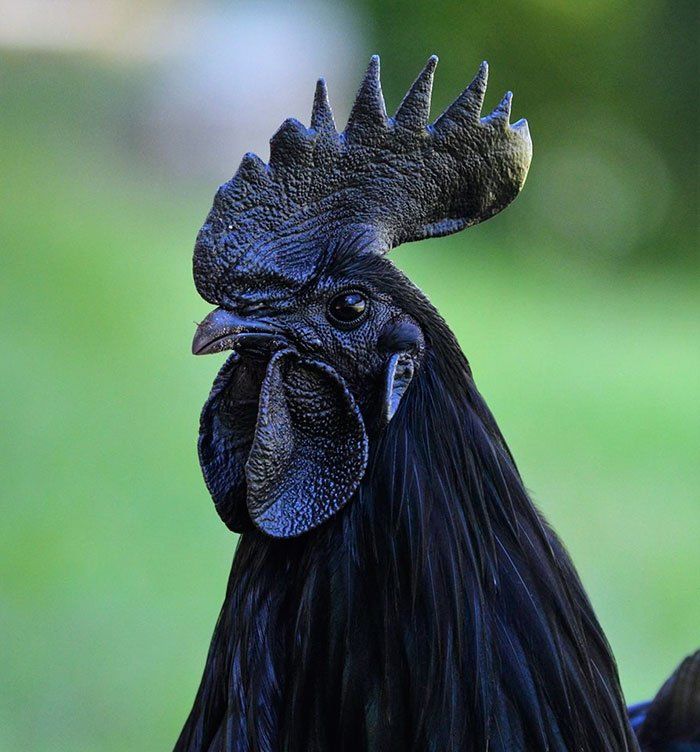 27+ Ayam Cemani Meat And Bones Pictures