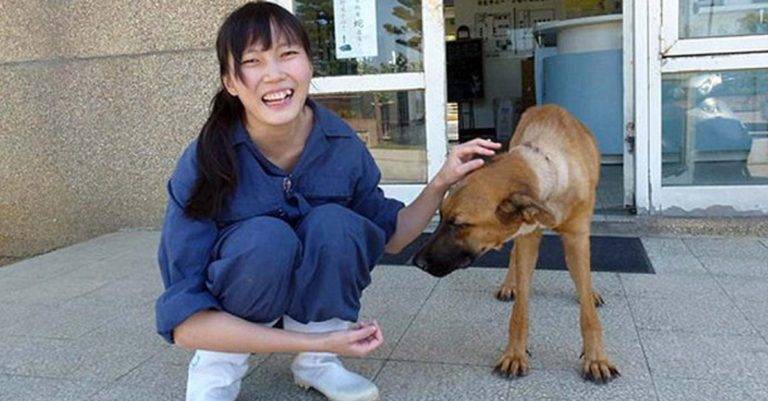 En Taiwan queda prohibido el sacrificio de animales sin hogar tras el trágico suicidio de una veterinaria