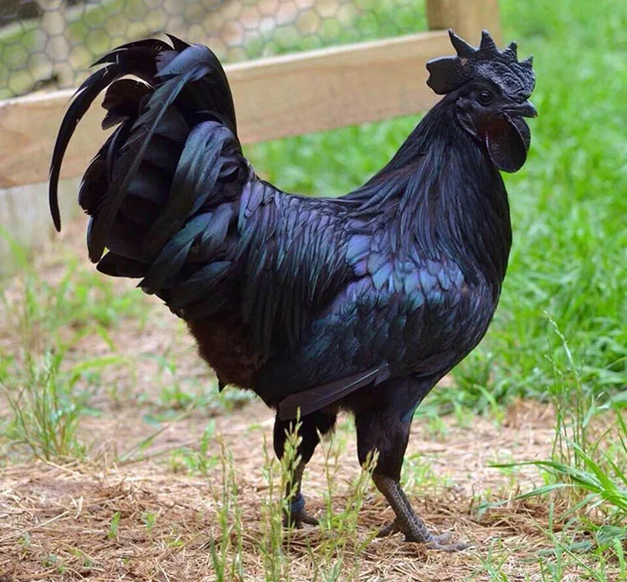 Raro pollo negro