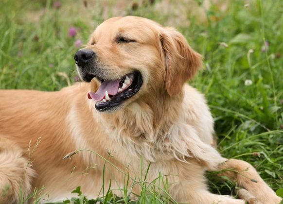 Golden Retriever, Cuidados, Características Y Comportamiento