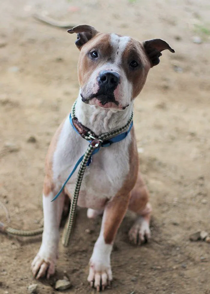 Russ es un perro grandioso