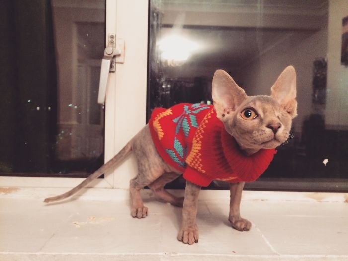 Stitch Stitch es una gata tuerta, pero encantadora