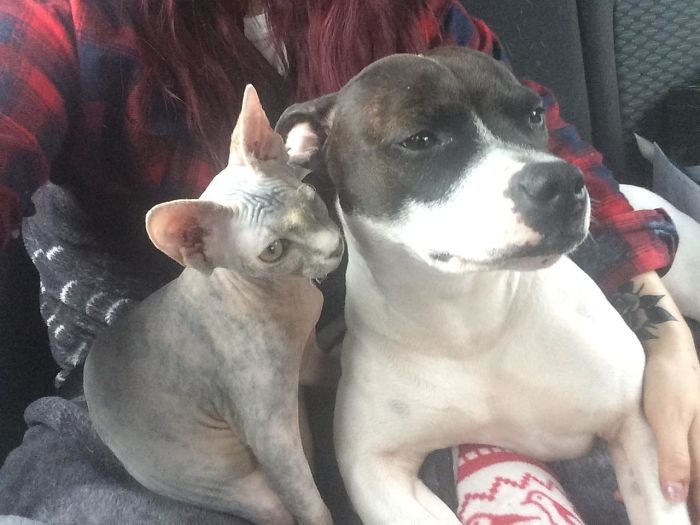 Alaska y Stitch Stitch y Alaska son inseparables