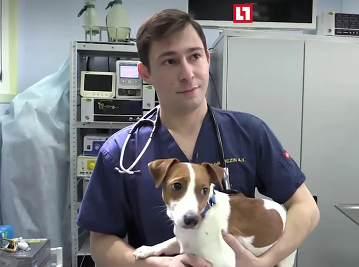 Veterinario