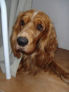 cocker spaniel - razas de perros