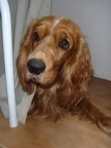 cocker spaniel - razas de perros