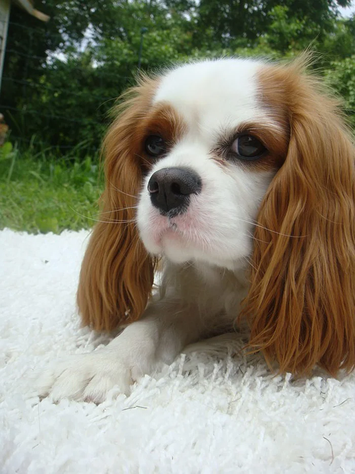 cachorro cocker spaniel 