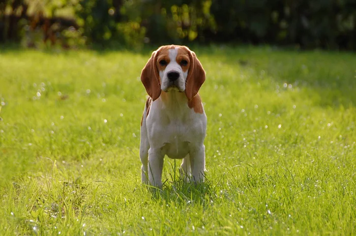El Beagle cuenta generalmente con un buen estado de salud