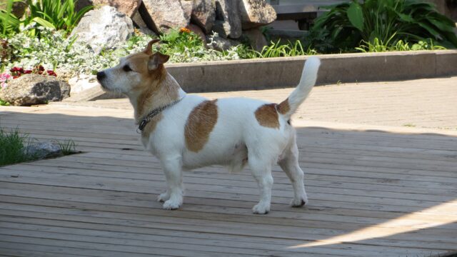 Jack russell terrier blanco y marrón de pie sobre un paseo de madera