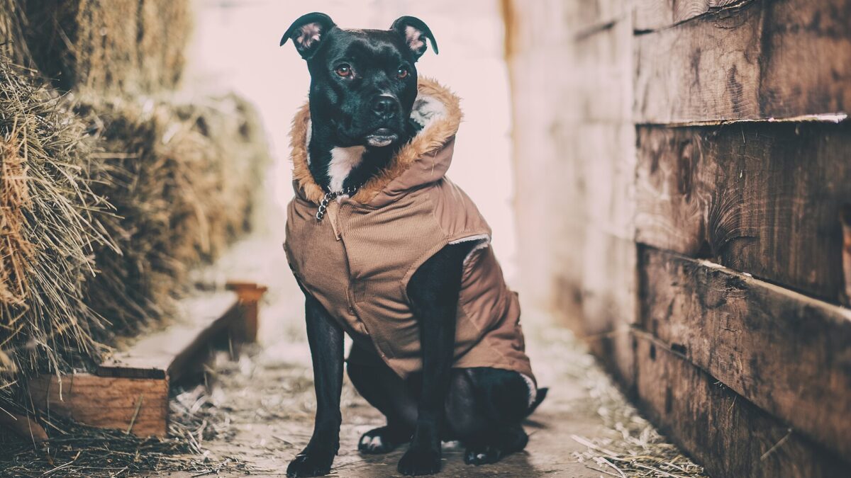Staffordshire bull terrier: historia, carácter y cuidados 1 Staffordshire bull terrier negro con un abrigo, sentado junto a un granero