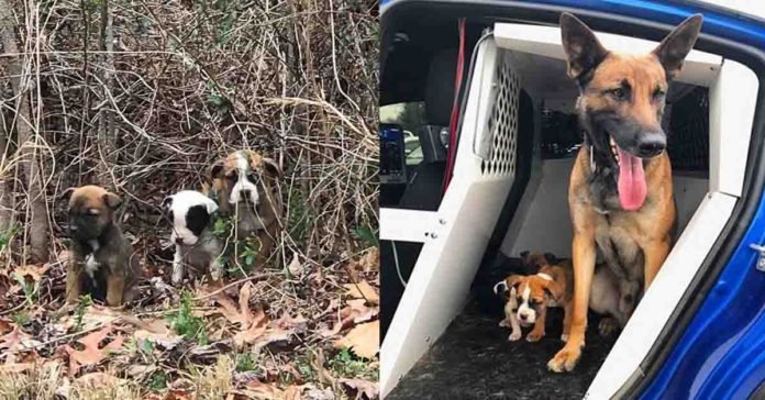 Agente canino K9 ayudó en el rescate de tres cachorros abandonados