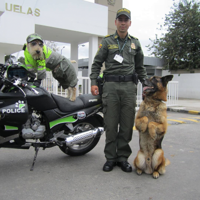 Azul se ha ganado el corazón de la policía y la comunidad