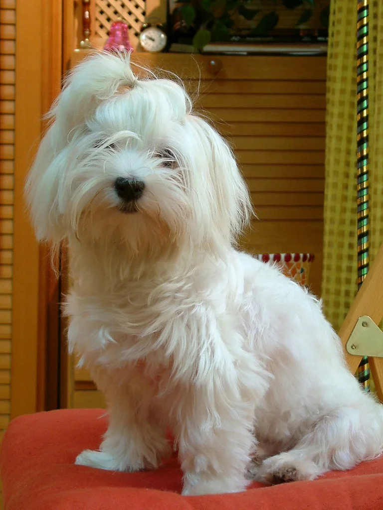 Perro Bichón Maltés Perro Bichón Maltés