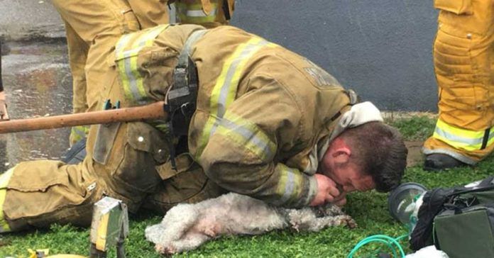Bombero salvÃ³ a un perro que estaba atrapado en un edificio en llamas