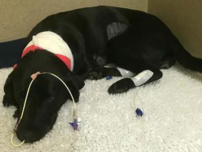 Brote de alabama rot ha matado a decenas de perros