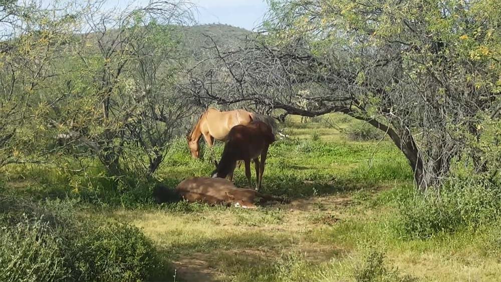 Caballo llora la muerte de la yegua