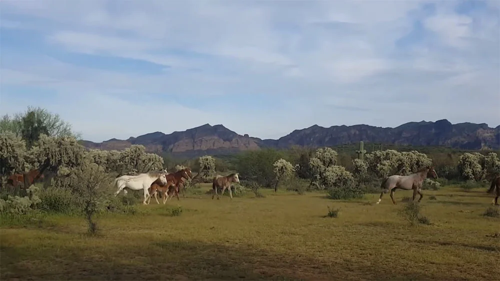Caballos salvajes se despiden de yegua Caballos salvajes se despiden de yegua