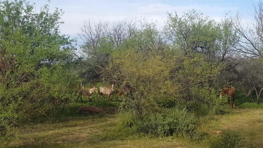 Caballos salvajes