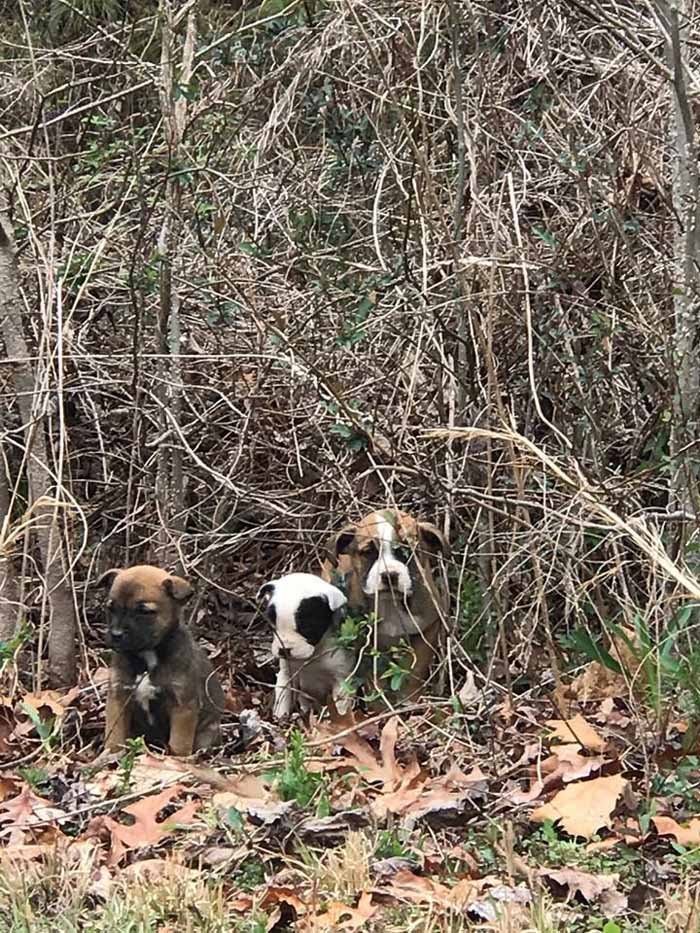 Cachorros abandonados en un vertedero