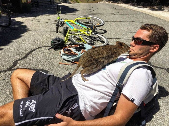 Campbell Jones y el amigable quokka Campbell Jones y el amigable quokka