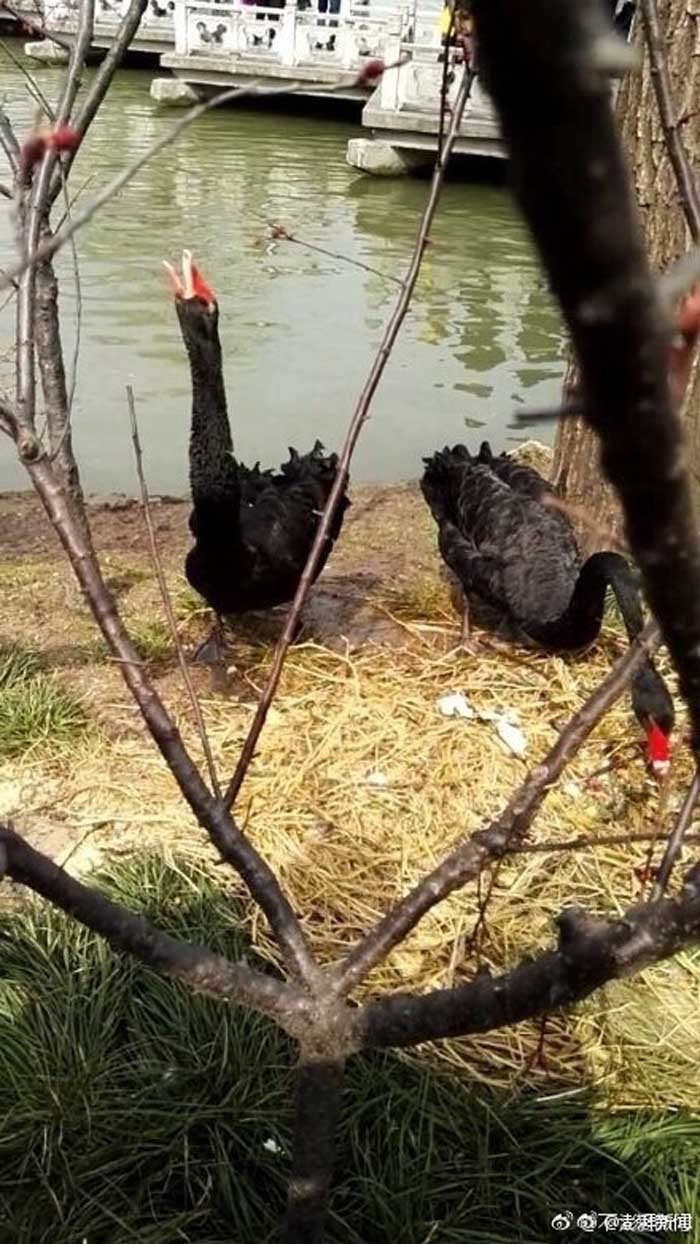 Cisnes negros en un parque al este de China