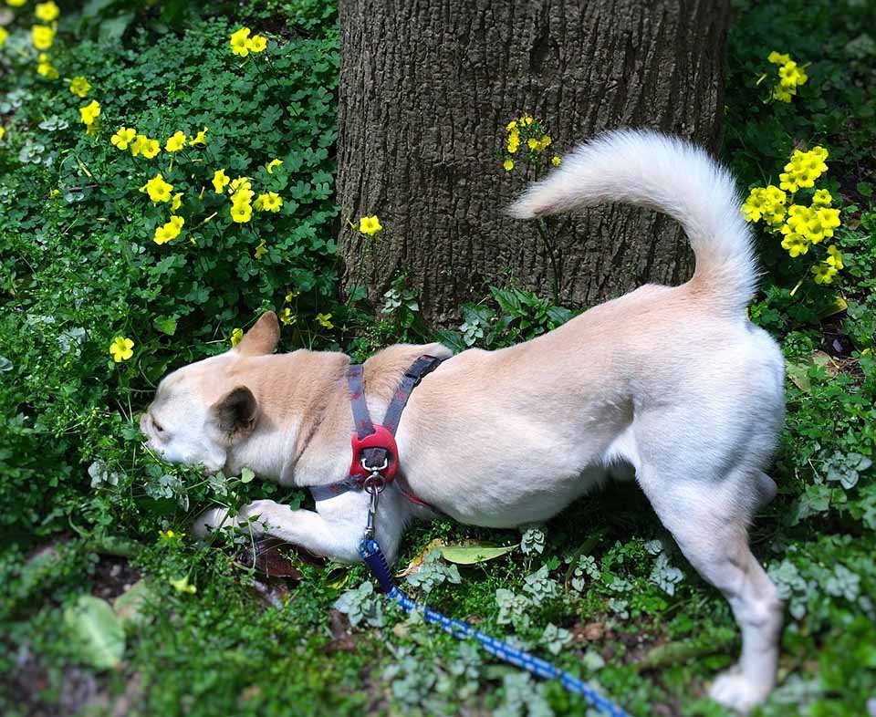 Cola de perro