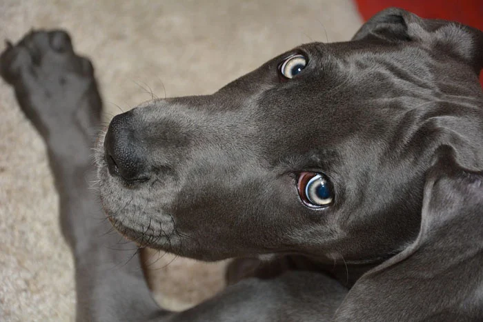 Dogo Alemán